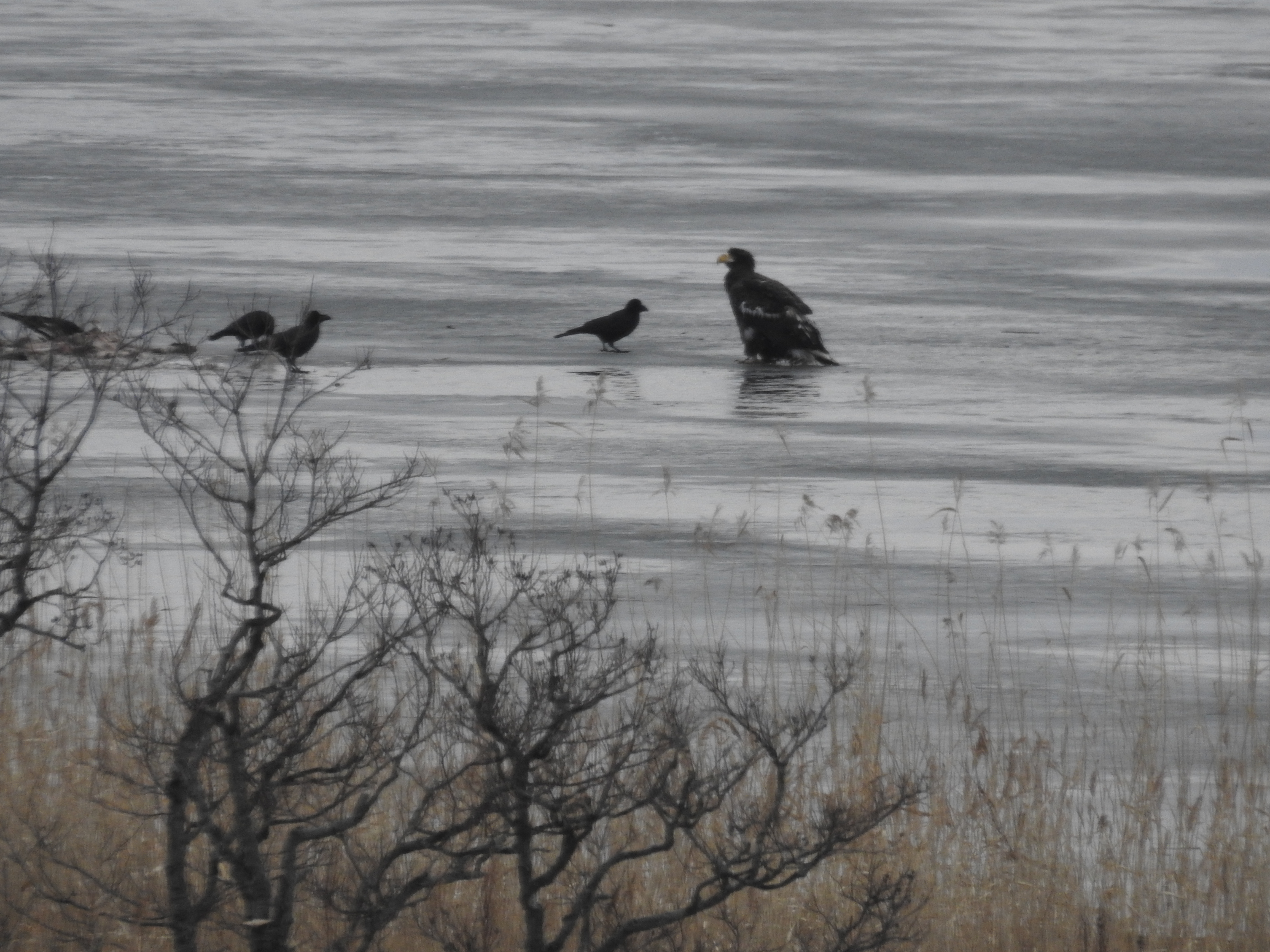 20191218_Akkeshi Waterfowl Observation Centre_Stellar Sea Eagle with crows (2)